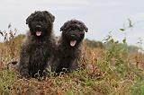 BOUVIER DES FLANDRES 204